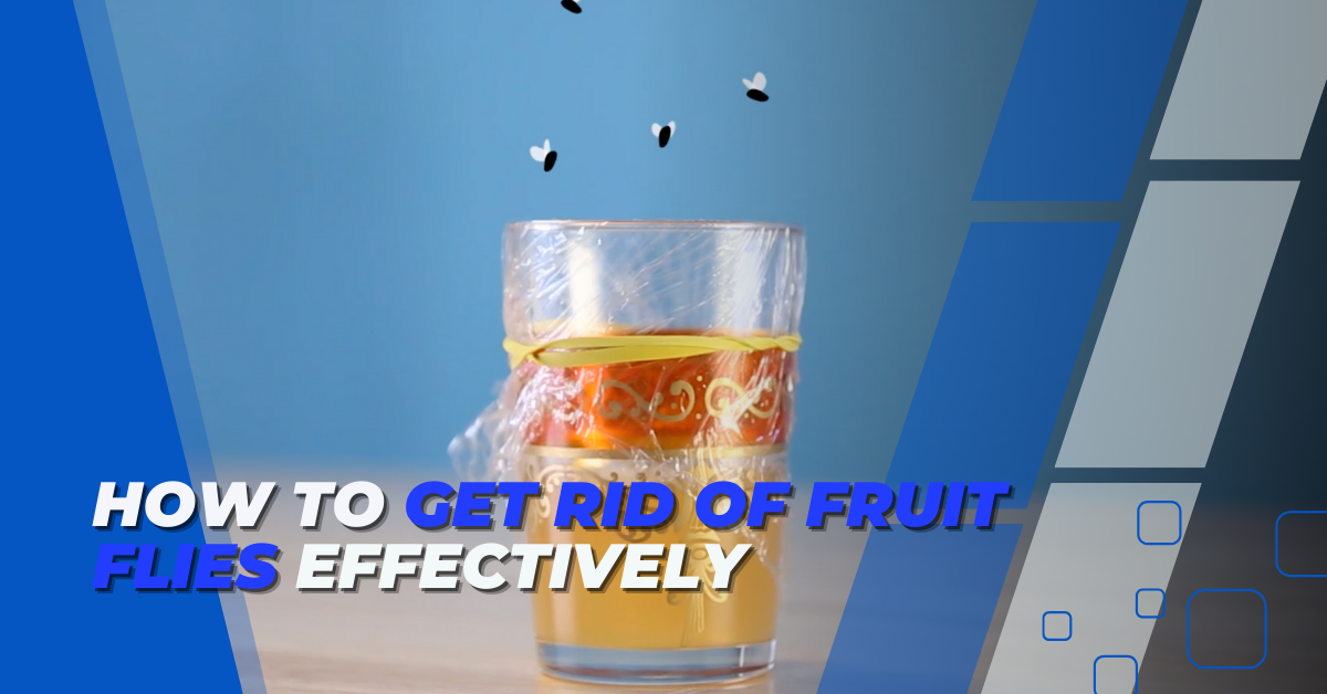 How to Get Rid of Fruit Flies Effectively