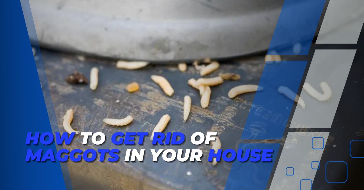 get rid of maggots