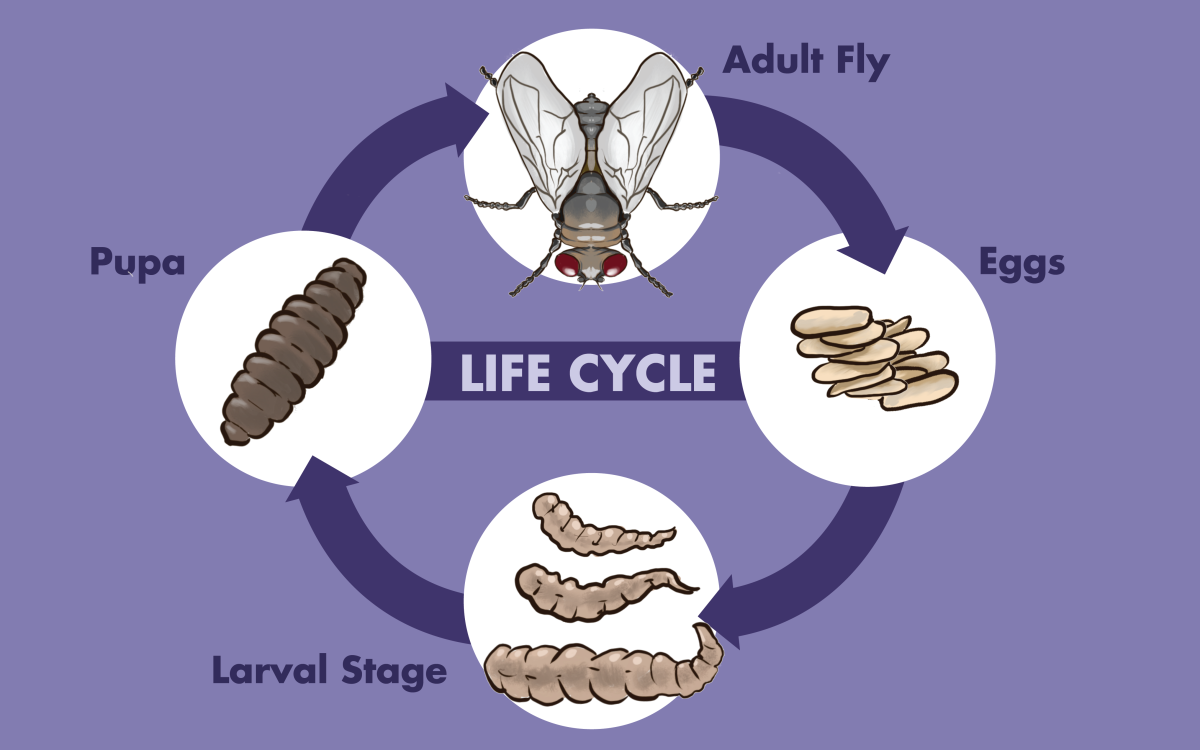 Understanding Maggots