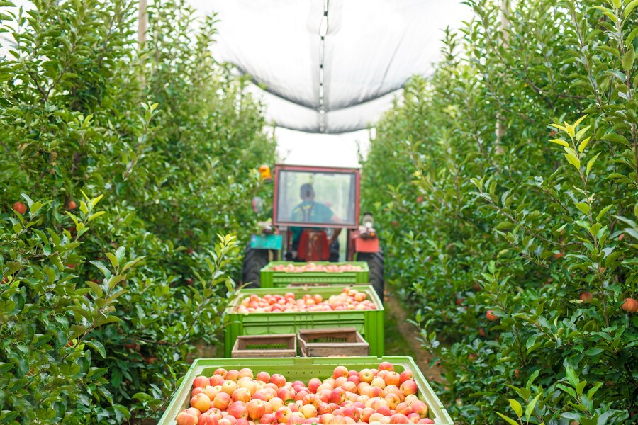 Commercial Fruit Fly Traps